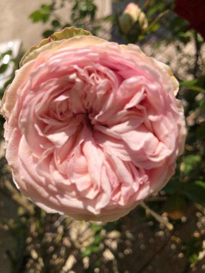 Le Chai De La Rose Spa Et Seances Bien Etre Doué-la-Fontaine Exteriör bild