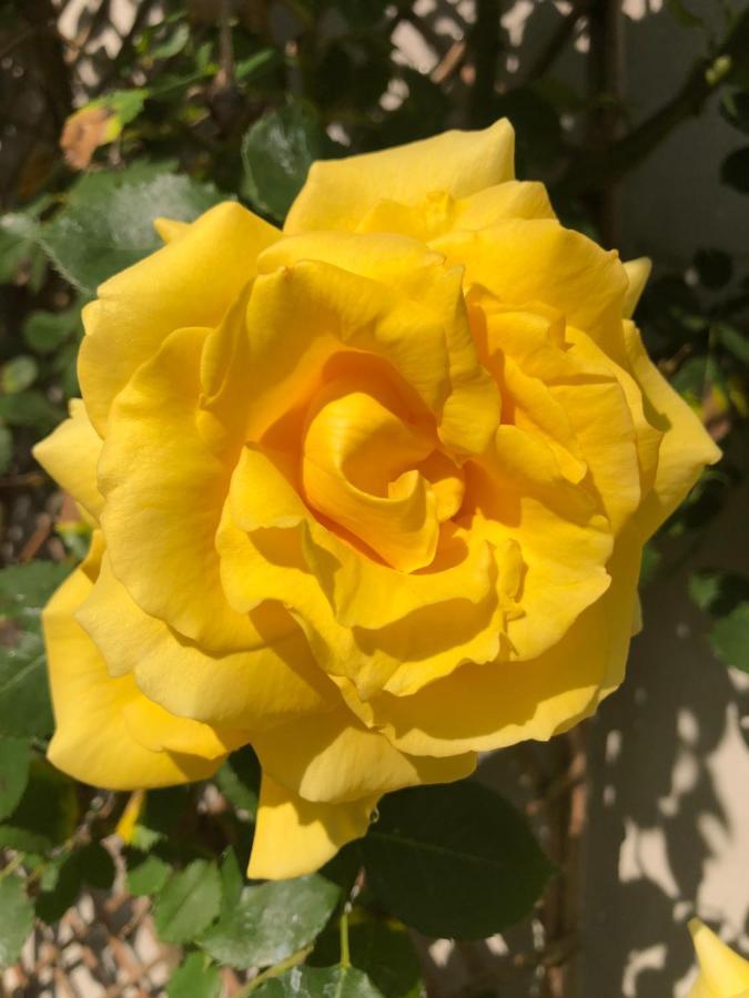 Le Chai De La Rose Spa Et Seances Bien Etre Doué-la-Fontaine Exteriör bild