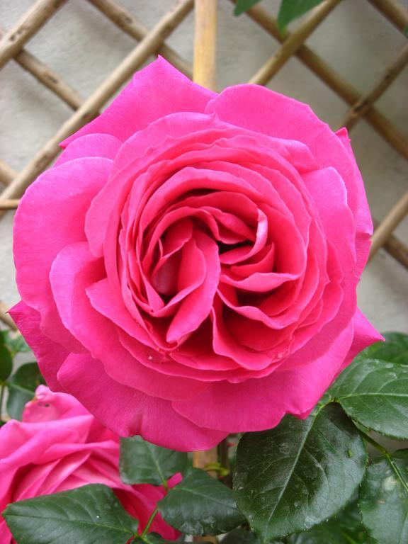 Le Chai De La Rose Spa Et Seances Bien Etre Doué-la-Fontaine Exteriör bild